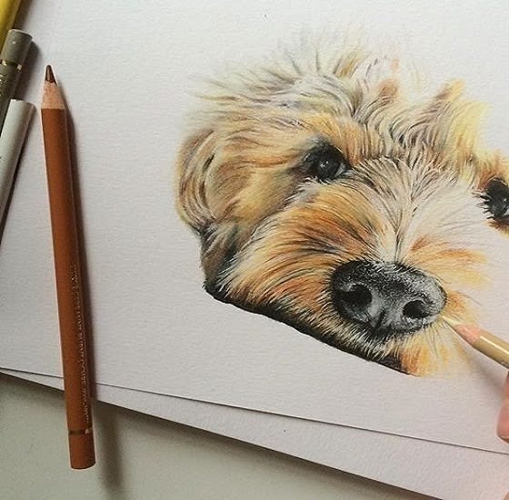 Draw the best realistic pencil pet portrait drawing by Thetrueh Fiverr
