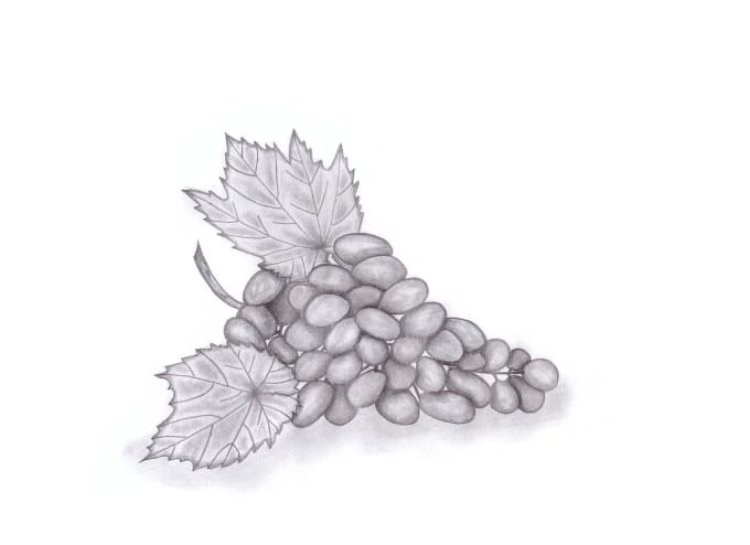 Do A Pencil Drawing Of Fruit Or Vegetables By Martina2702