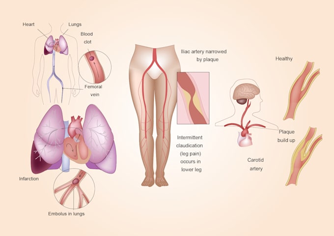 draw a professional anatomical medical drawing