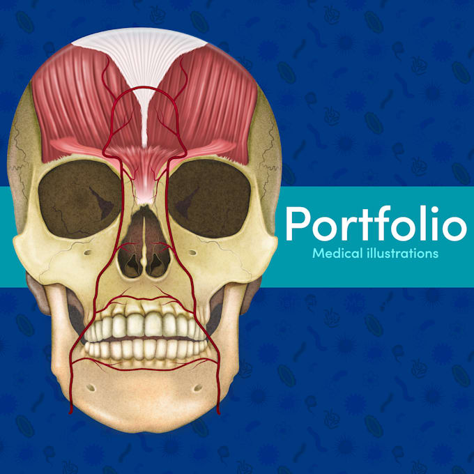 do professional medical, anatomy and scientific illustration