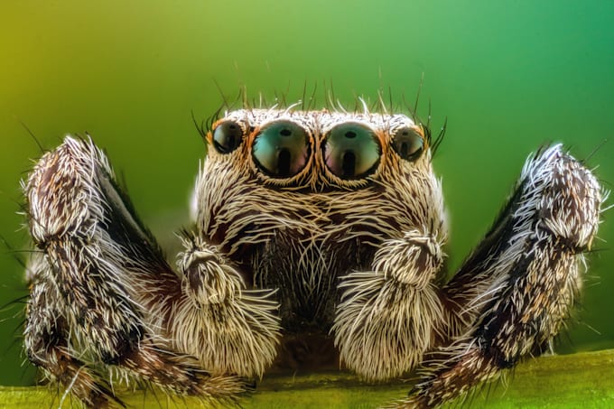 build a scrapy spider