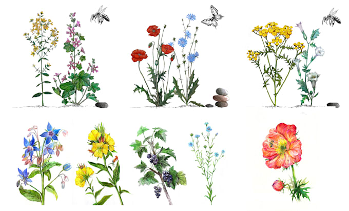 create a realistic botanical drawing
