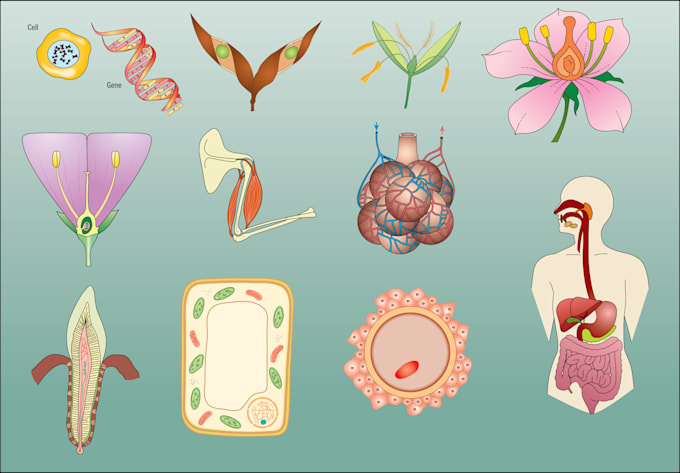 create medical educational scientific arts