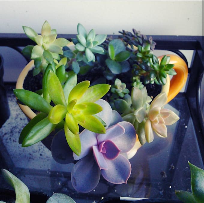 Tell you why your plants are dying and how to fix them by Ellenplants Fiverr