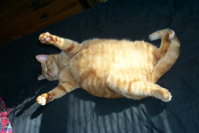 Do A Fortnite Dance With My Fat Cat By Hugeninjafan222