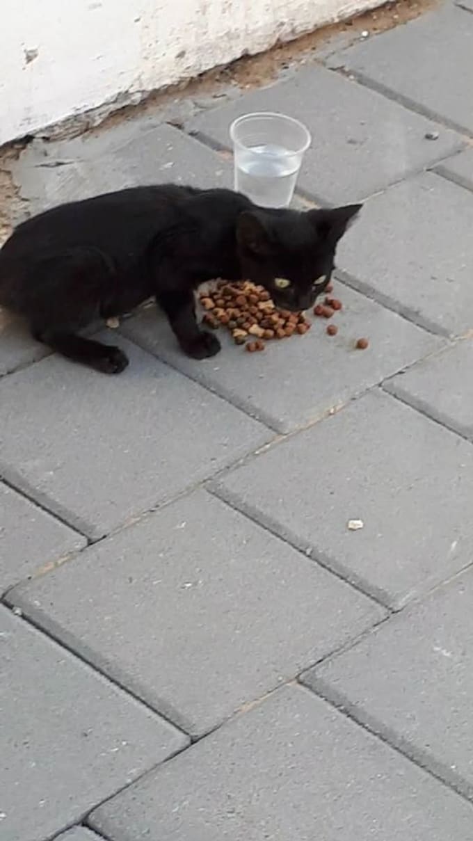 hungry street cat in israel stream