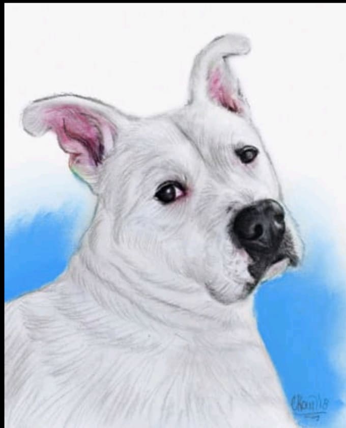 Draw Realistic Artwork Of Your Cat Dogs Or Other Pets By Pictographi
