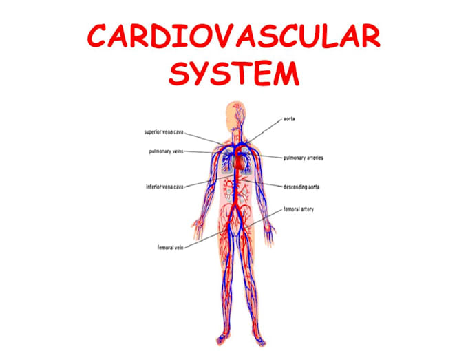 Teach cardiovascular system of the human by Lathavijaykumar Fiverr
