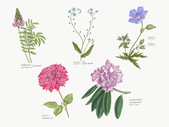 Paint Watercolour Botanicals For You By Verofojt