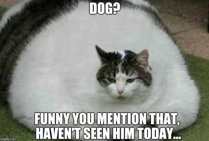 Provide 000 Cat And Dog Memes By Saavy Architect Fiverr