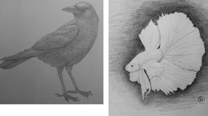 Draw Realistic Animal Portraits By Hayleyellers Fiverr Useful drawing references and sketches for beginner artists. fiverr