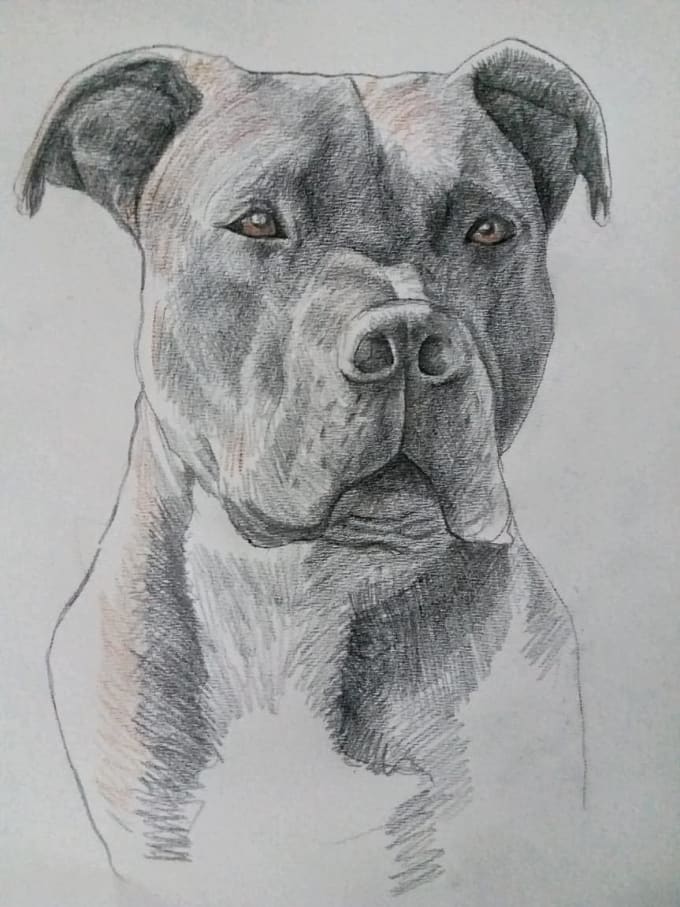 Draw Pencil Portrait Of Your Pet By Em Caddesign