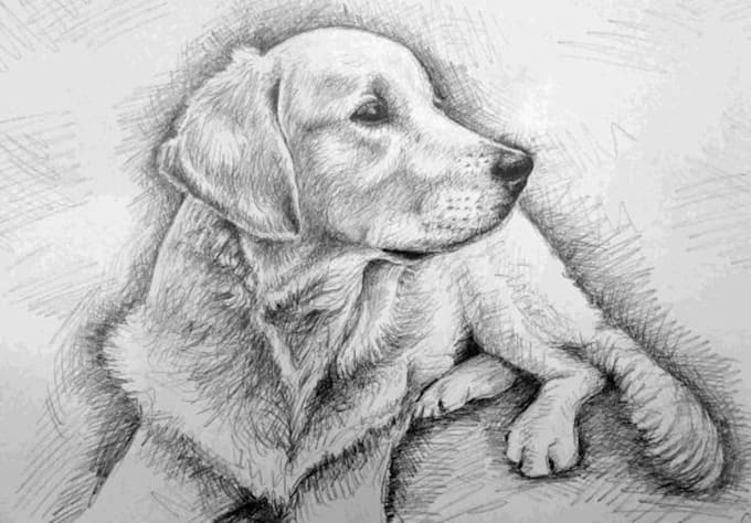 sketch your Pet