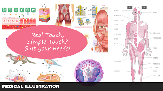 create medical, educational illustration for you
