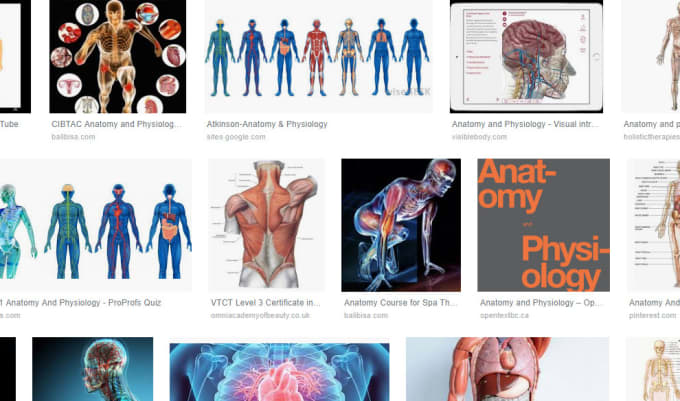 Write On Anatomy Physiology By Gonzalezmed Fiverr