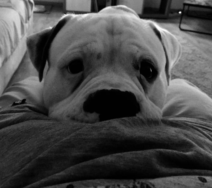 Do A Video Of My Dog Buddy Waving Saying Hi Or Personal Messages By Michaelazeller Fiverr Check out our dog waving selection for the very best in unique or custom, handmade pieces from our shops. fiverr