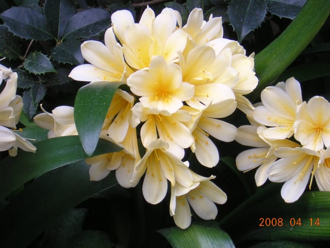 Identify 2 Plants By Common And Latin Names By Colorcat3 Fiverr
