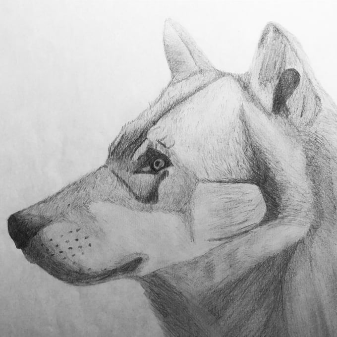 pencil drawing ideas animals