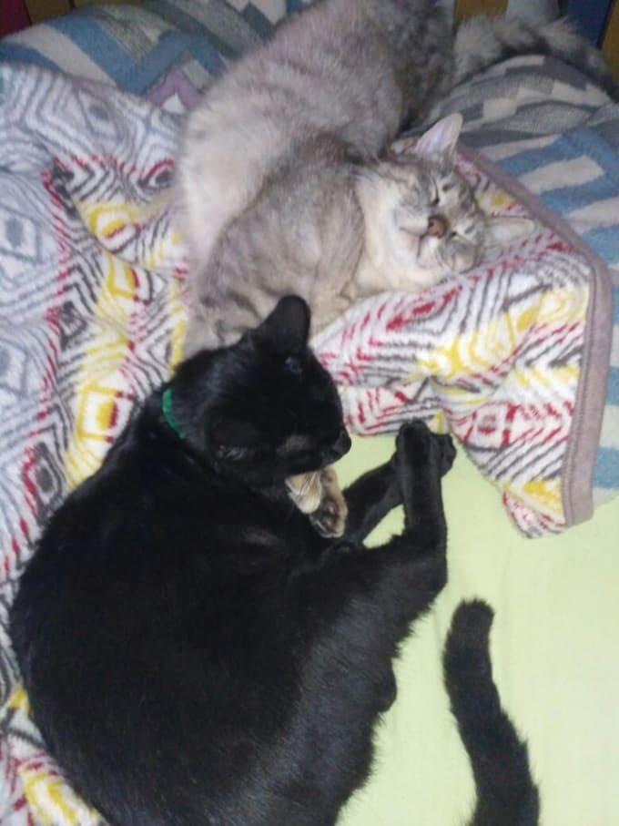 Send You Photos And Videos Of My Weird Cats By Markoban