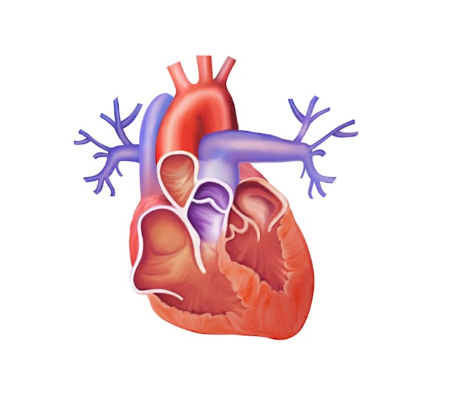 I will do medical and scientific illustrations