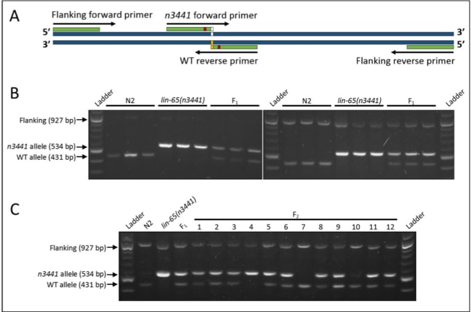 Design Tetra Arms Primers For Arms Pcr In 48 Hours By Tunjeena