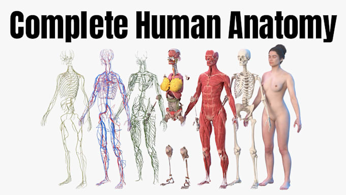 do professional 3d medical animation for you