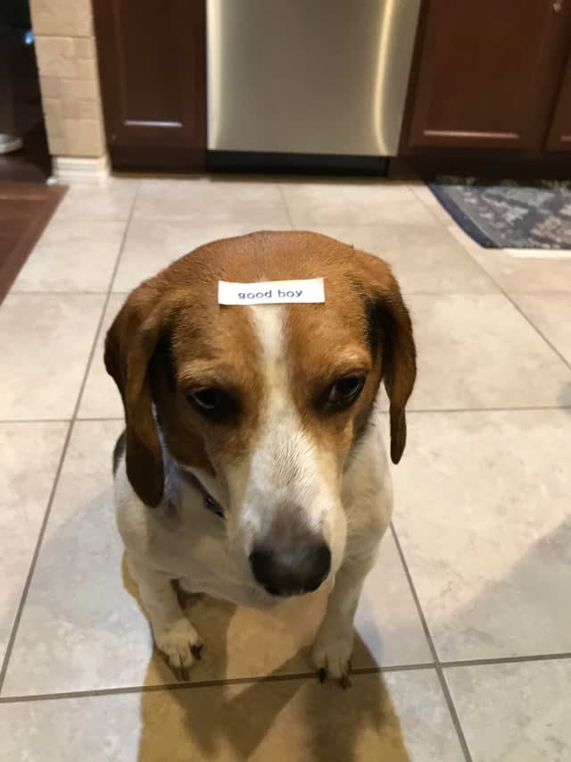 Put a label on my dogs forehead of your choice by Exobuu Fiverr