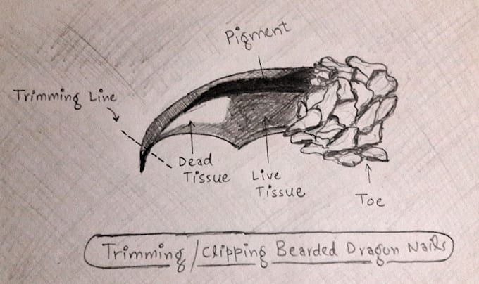 make amazing sketches and drawings