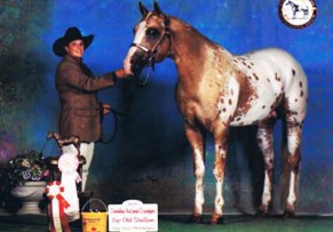 answer your horse show questions