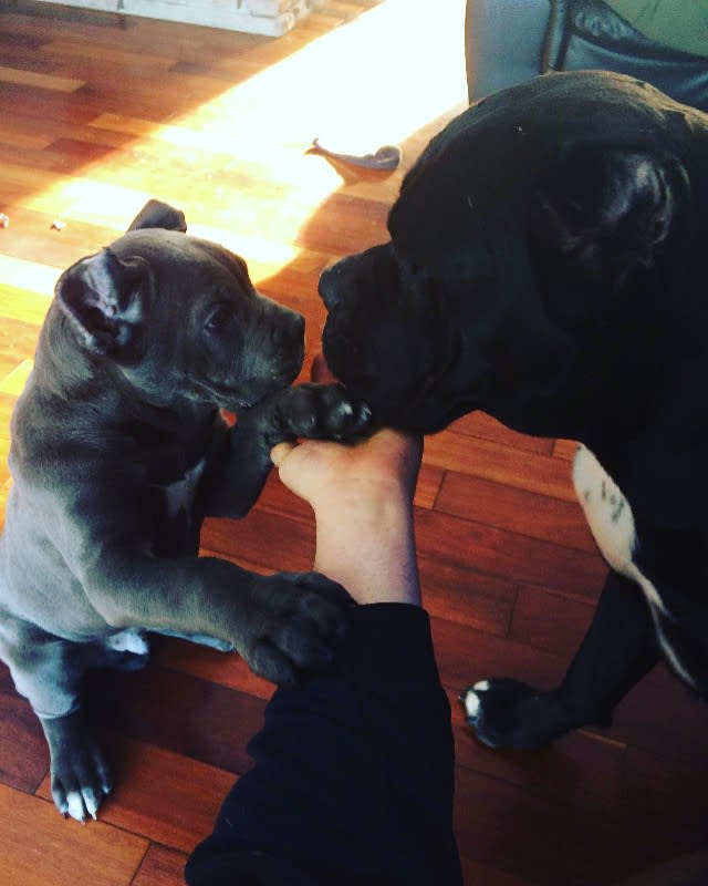 welcome to cane corso excellence