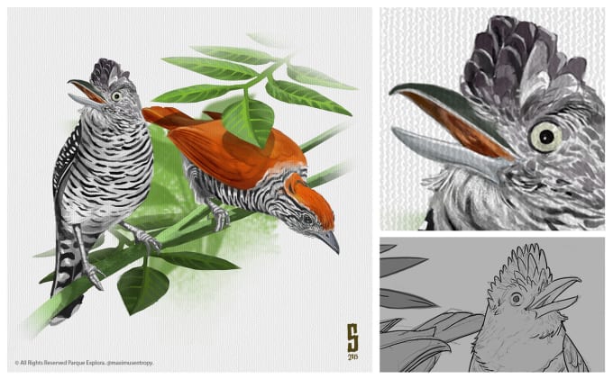 create realistic scientific and wildlife illustrations