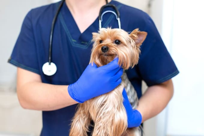 Be Your Online Veterinary Doctor And Consultant By Dr Usman1 Our doctors and staff attend continuing education courses to stay informed of the latest advances in veterinary medicine and we're proud to say that we have some of the best veterinarians in the.