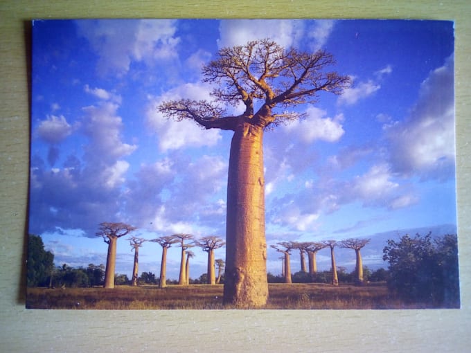send you a postcard of madagascar