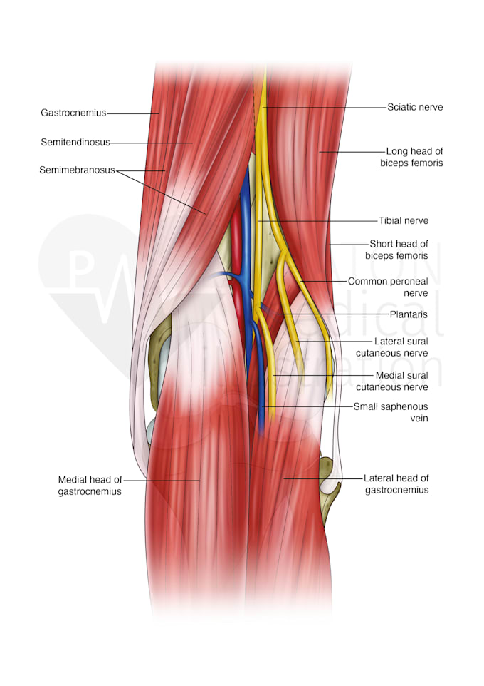 create colored medical and scientific illustrations