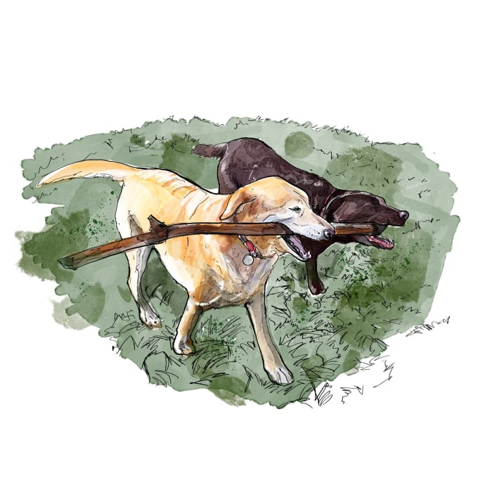 draw an animal in digital watercolor and ink