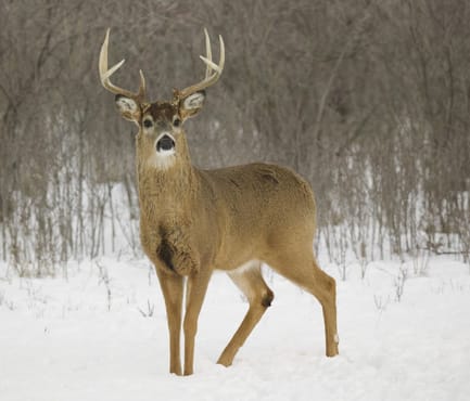 provide you with my homemade recipe to attract deer for hunting