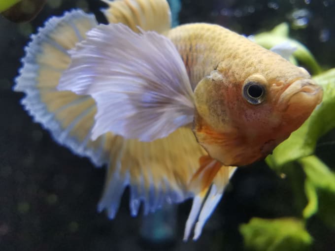 Proper cheap fish care