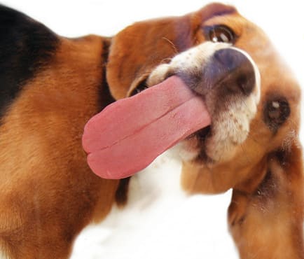 create A Dog Licking You Message