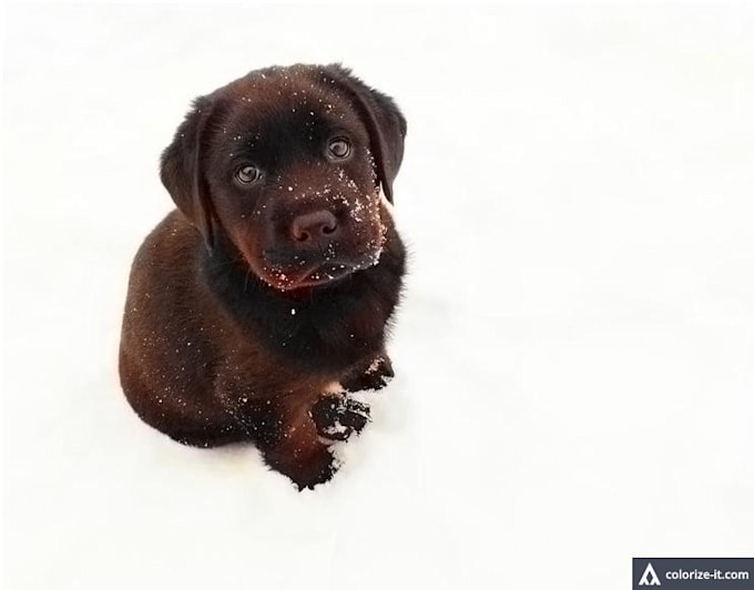 Portrait of a puppy with a cute face and an adorable watery eyes by