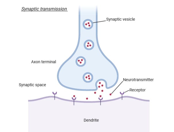illustrate medical and biological diagrams