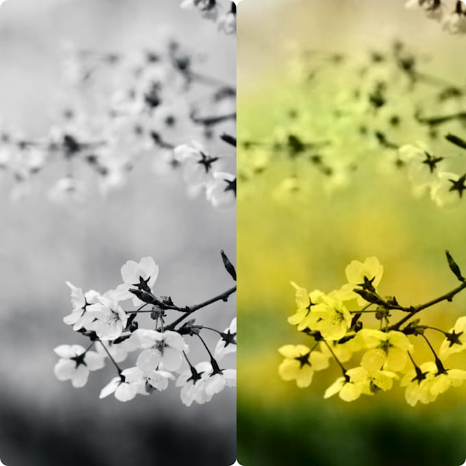 Add color to your black and white images by Gersonarlindo Fiverr