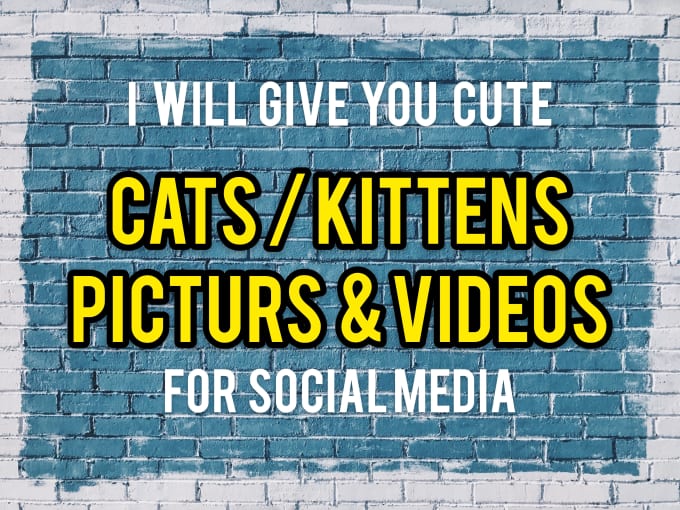Hire a freelancer to provide 1500 cute cats kittens viral pictures and videos
