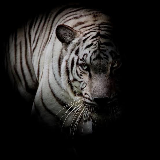 send tiger spirit and tiger reiki attunement