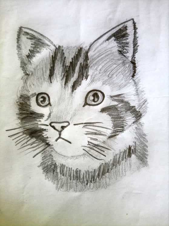 Sketch your pet within 24 hours by Zamanhussain | Fiverr