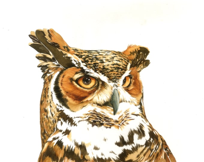 be ready for scientific watercolor illustration
