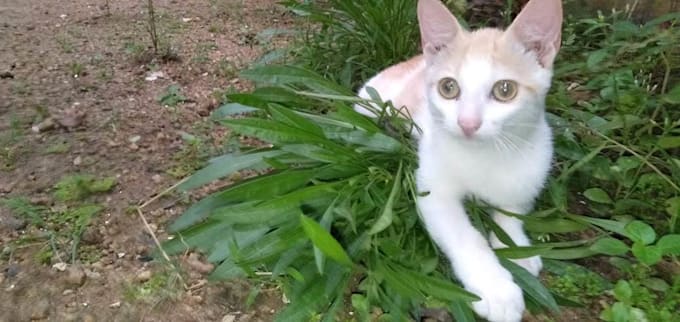 make your pet sing happy birthday video
