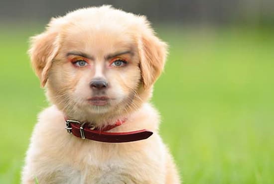 Photoshop a face onto any animal or person by Leah_george | Fiverr