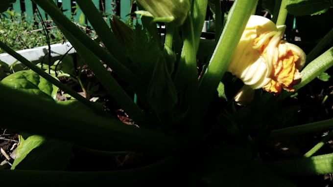 write you a blog on permaculture