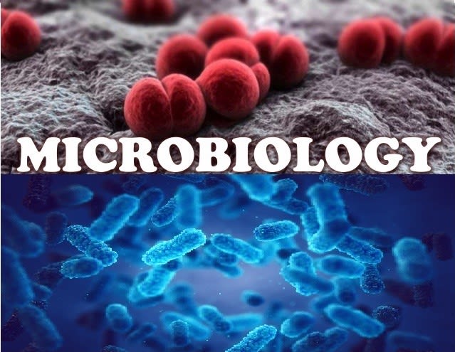 write microbiology reports and summaries