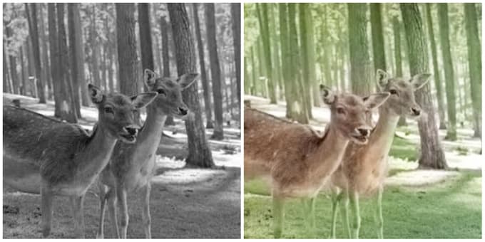 colorize black and white photo